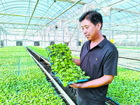 育苗合作社帶動村民增收致富